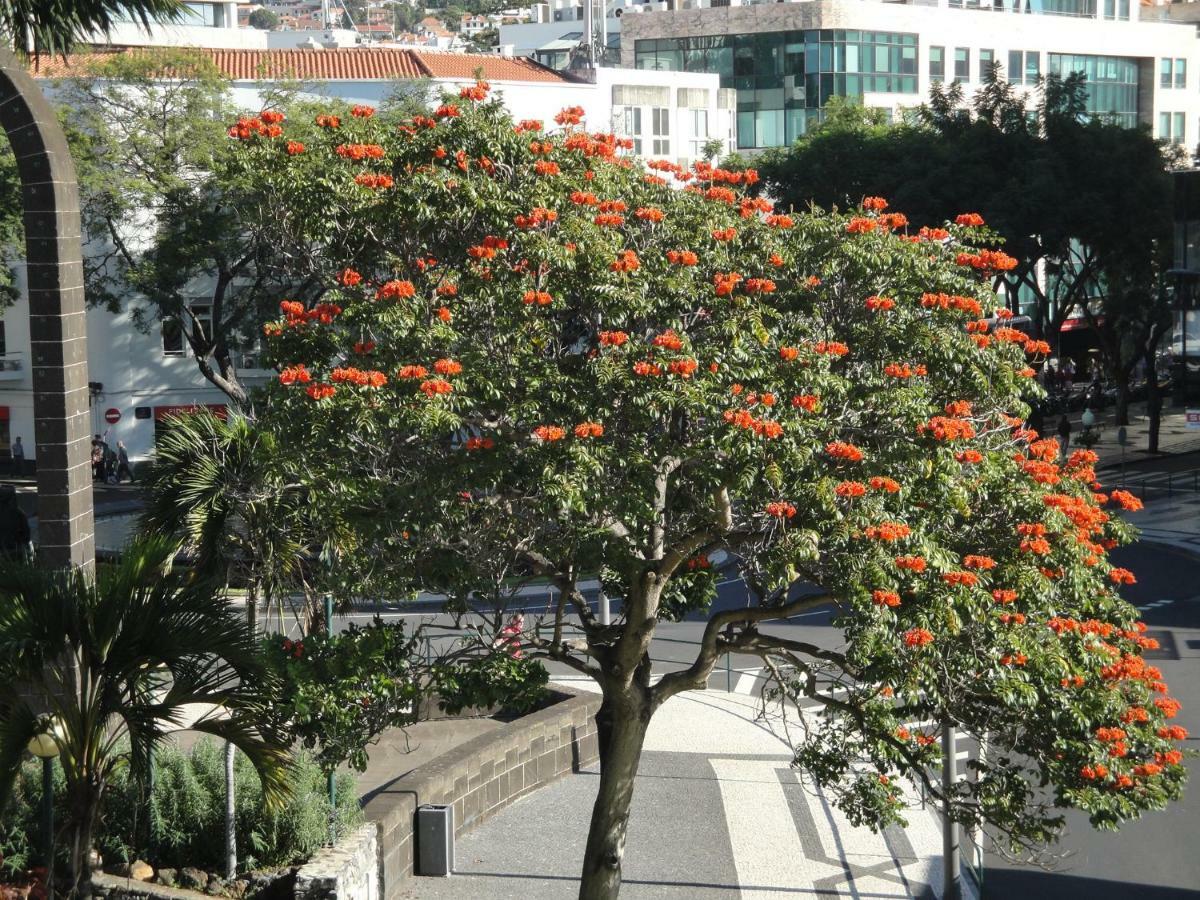 Violeta House Villa Funchal  Eksteriør billede